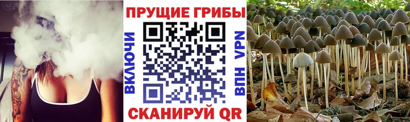 продажа наркотиков  Мантурово  Галлюциногенные грибы Psilocybine cubensis 
